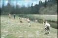 1977