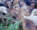 Fox Kill by pack 1.JPG (26279 bytes)