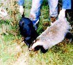 Badger being baited by a terrier
