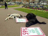 dumped animals