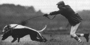 Hare coursing
