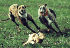 Hare being chased