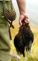 Dead grouse