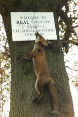 Fox wired to a tree