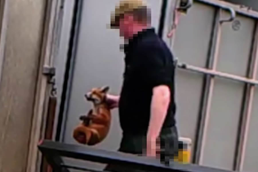 Fox cub killers escape jail