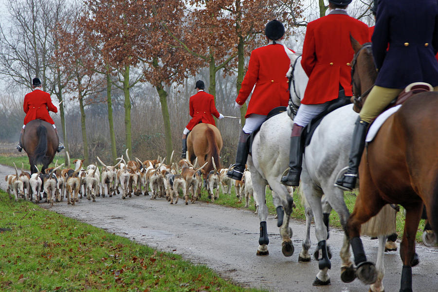 A fox hunt