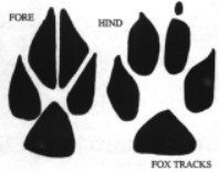Fox Tracks