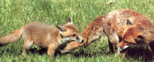 Fox and cubs