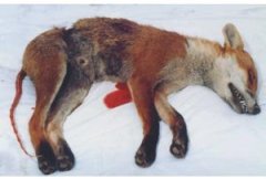 fox