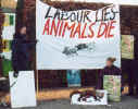 fox demo 3 - 22.12.01.jpg (49252 bytes)