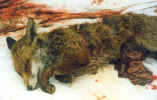 fox killed 1 - 5.10.02