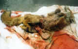 fox killed 3 - 5.10.02