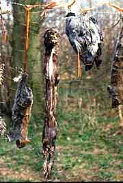 gibbet line