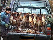 Dead pheasants in a van 