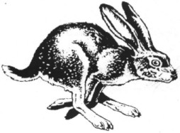 Hare