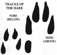 Hare prints