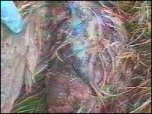 Dead pheasant laced with pesticides 