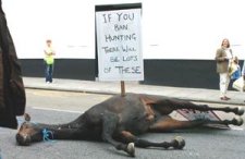 dumped horse
