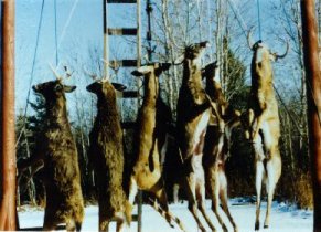 hunt