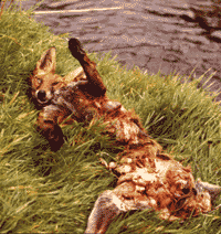 hunt