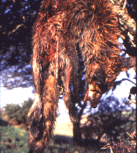 hunt