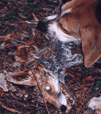 hunt