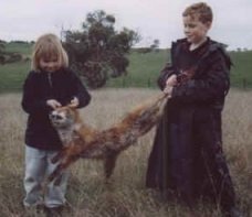 fox