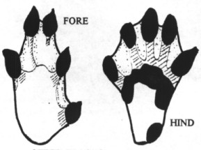 Otter tracks