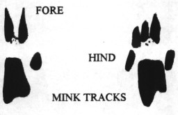 Mink tracks