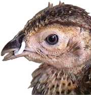 Pheasant