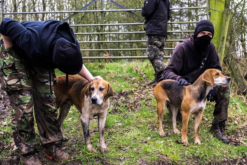 sabs and hounds