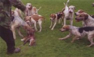 Fox killed by Surrey Union