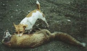 terrier