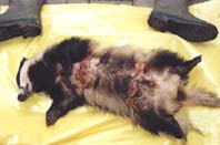 Badger caught in a snare