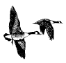 Canadian Geese