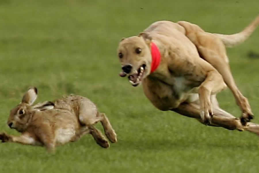 Hare coursing