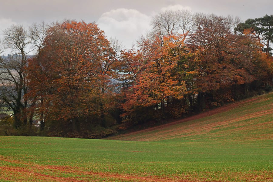 Autumn