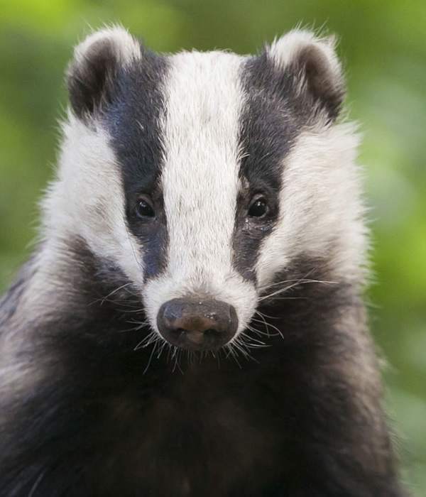 Badger