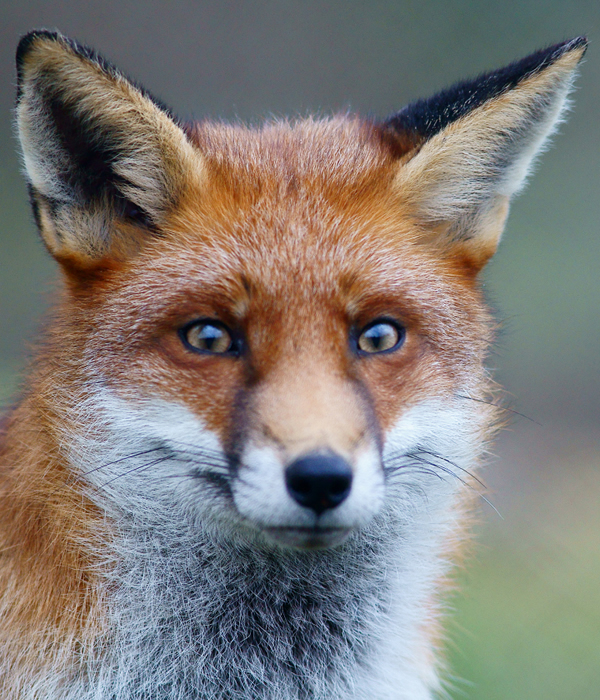 Fox