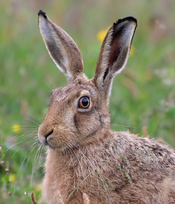Hare