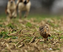 Hare being chased by beagles