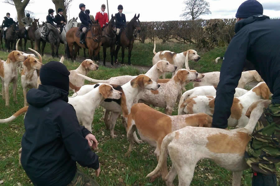 Hunt sabs and hounds