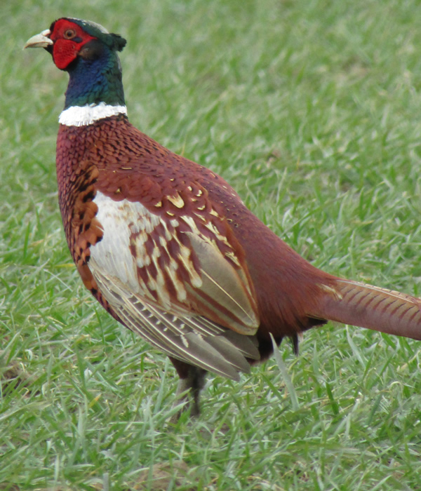 Pheasant