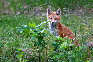 Red fox