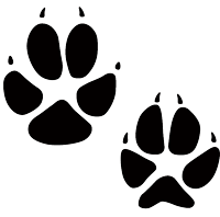 Fox Tracks